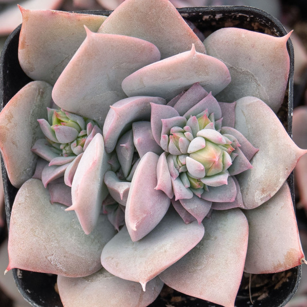 Pachyveria 'Calypso'