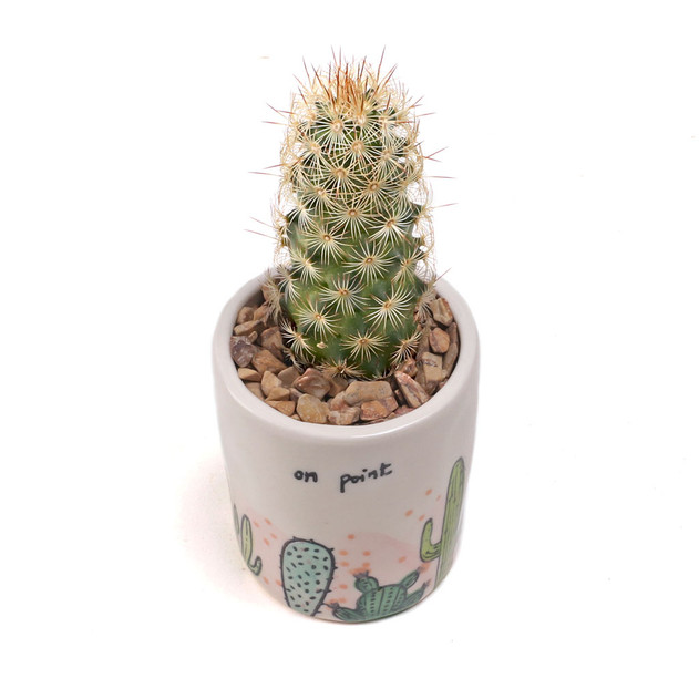 On Point Pot 2.5" x 3.0" - Planted