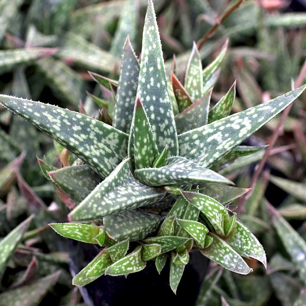Gasteraloe 'Emmy'