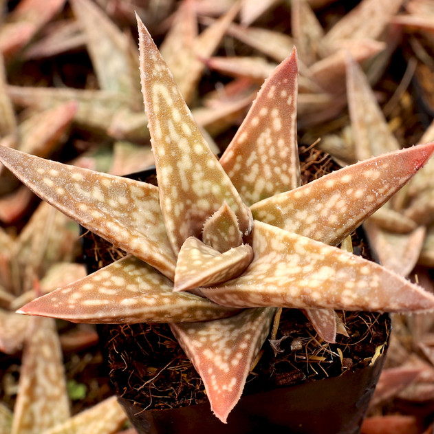 Gasteraloe 'Emmy' - July