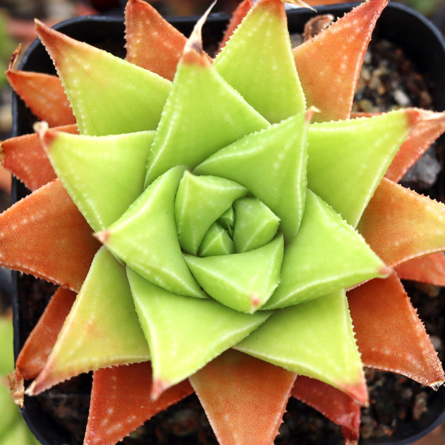 Haworthia 'Manda's Hybrid' - June