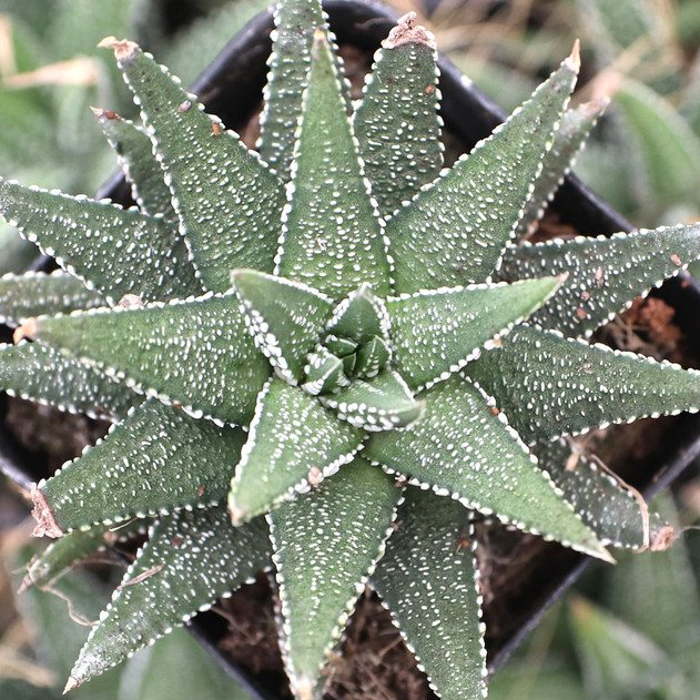 Haworthia attenuata f. clariperla