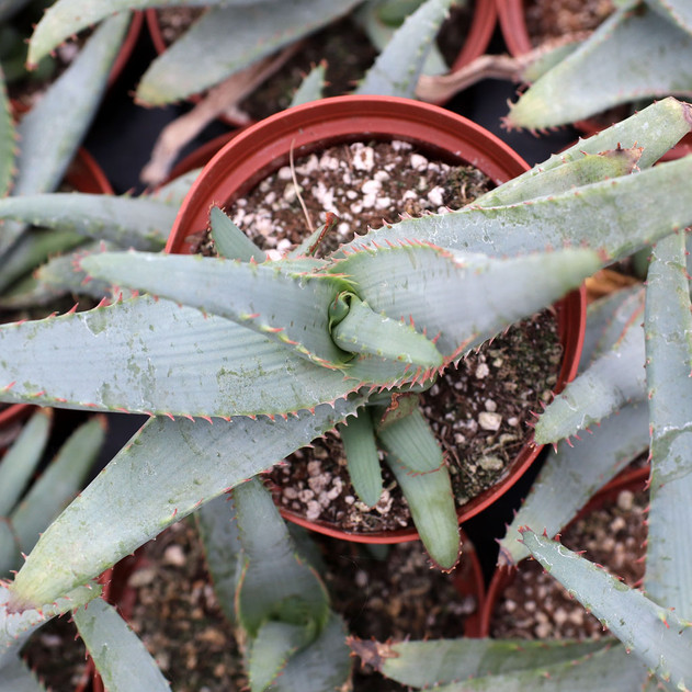 Aloe lineata 'Blue Strap Form'
