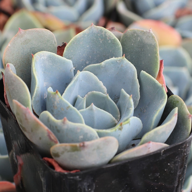 Echeveria 'Blue Alice'