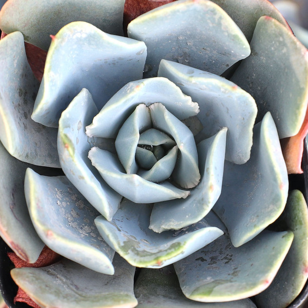 Echeveria 'Blue Alice'