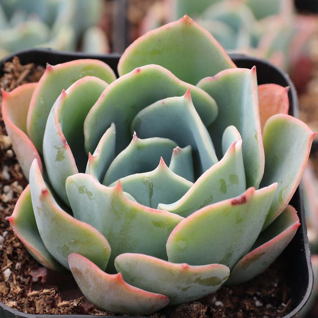 Echeveria 'Blue Alice' - March