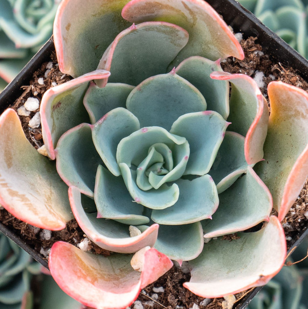 Echeveria 'Lavender Cloud'