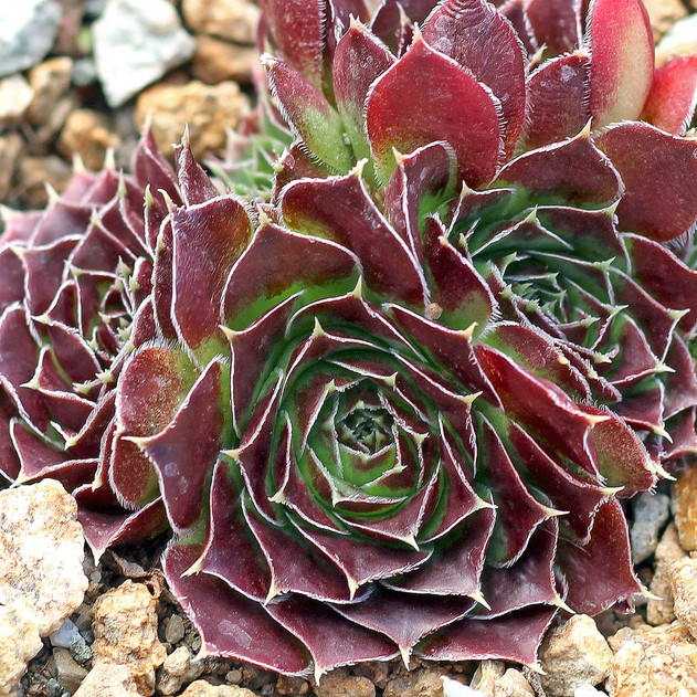 Sempervivum heuffelii 'Alcmene' (Outdoors) - October