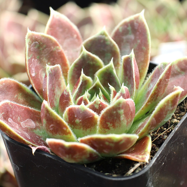 Sempervivum heuffelii 'Farao'