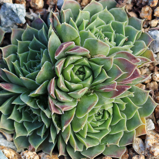 Sempervivum heuffelii 'Mary Ann' (outdoors) - October