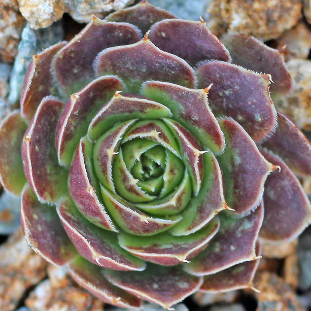Sempervivum heuffelii 'Mary Ann' (outdoors) - February