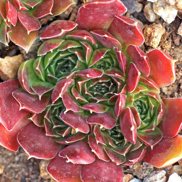 Sempervivum heuffelii 'Douce' (Outdoors) - August