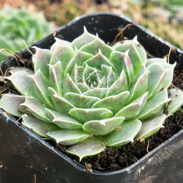 Sempervivum heuffelii 'Douce'