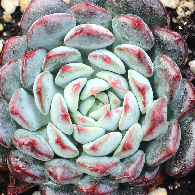 Echeveria minima