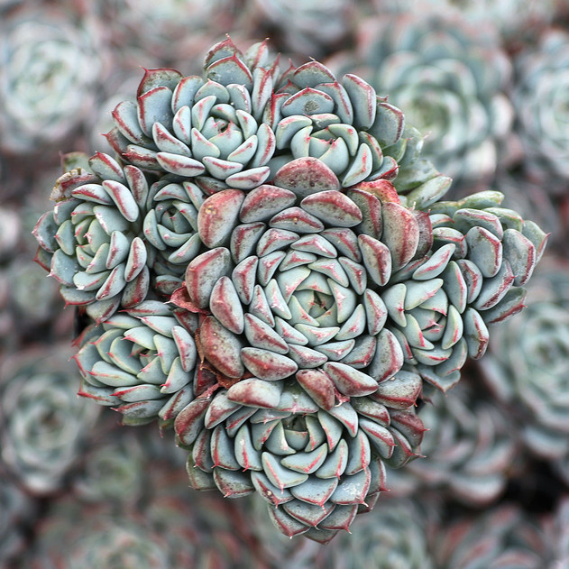 Echeveria minima - Grows in tight clusters