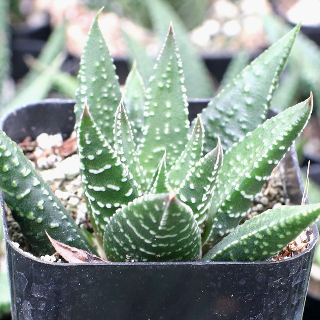 Haworthia attenuata var. linearis - side view