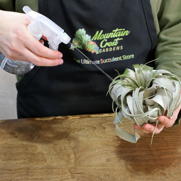 Succulent Planting Kit (20 pcs) - Spray Bottle