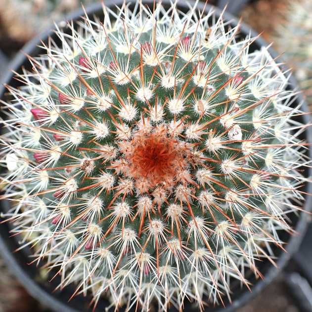 Mammillaria spinosissima - Red-Headed Irishman