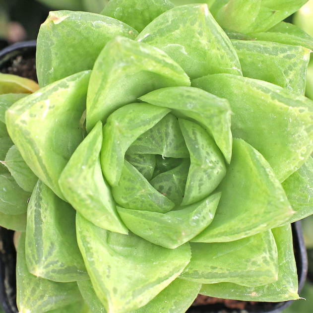 Haworthia cymbiformis var. reddii