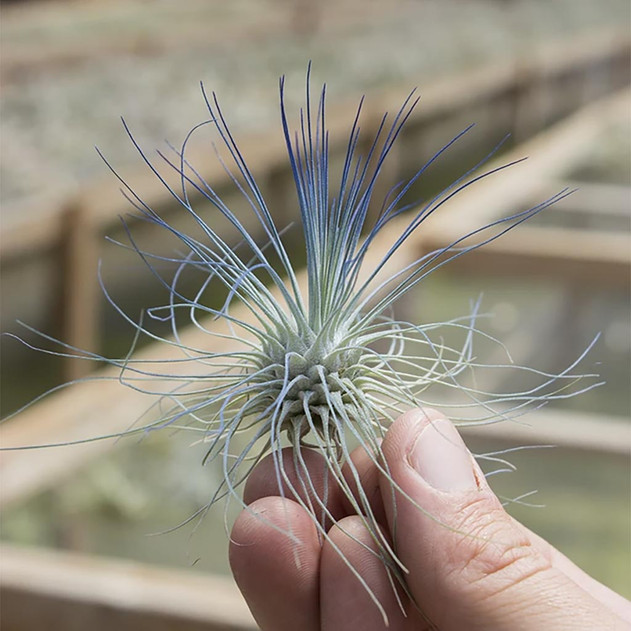 Tillandsia fuchsii (blue, enhanced) [3.0-4.0"]