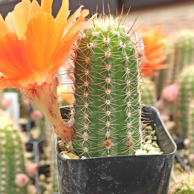 Echinopsis huascha