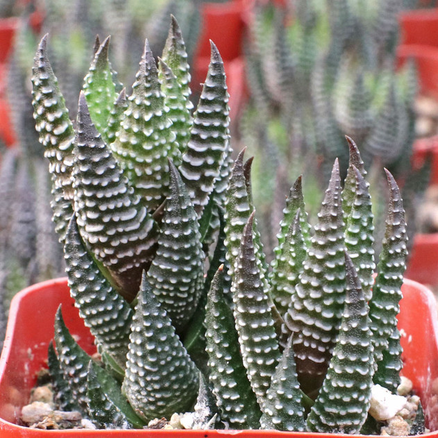 Haworthia reinwardtii f. minor (side view)