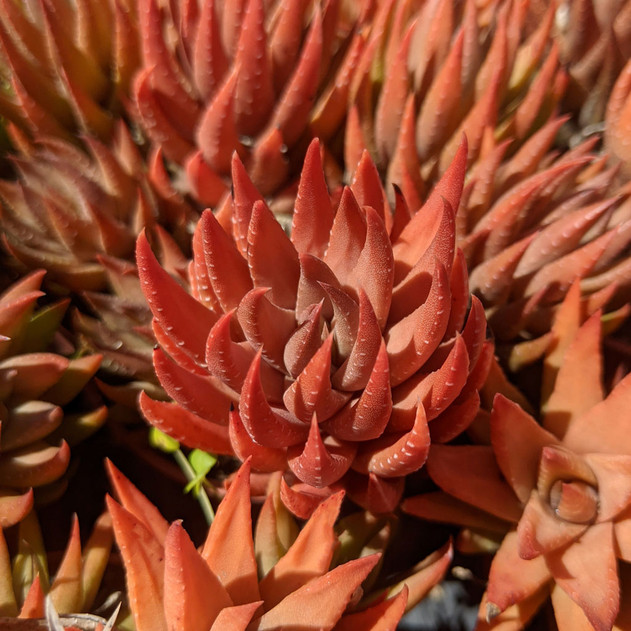 Haworthia reinwardtii  (Stress Colors)