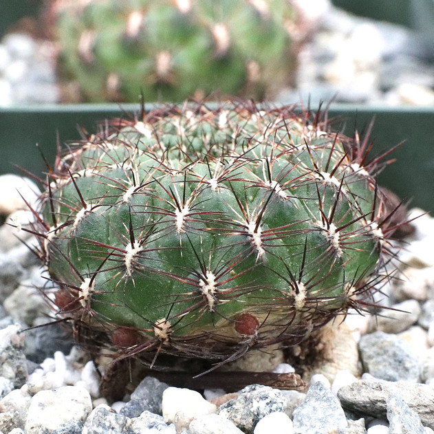 Rebutia mentosa