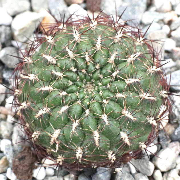Rebutia mentosa