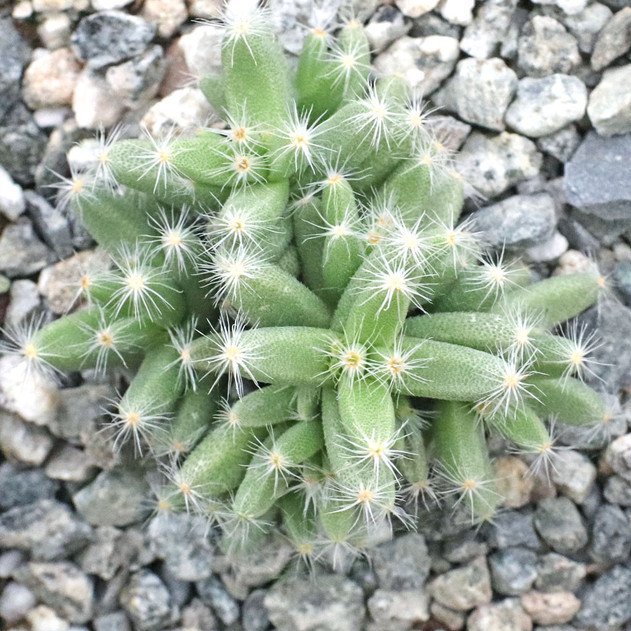 Trichodiadema densum - Mini Desert Rose
