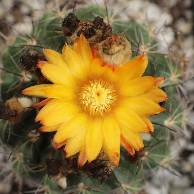 Parodia procera - bloom