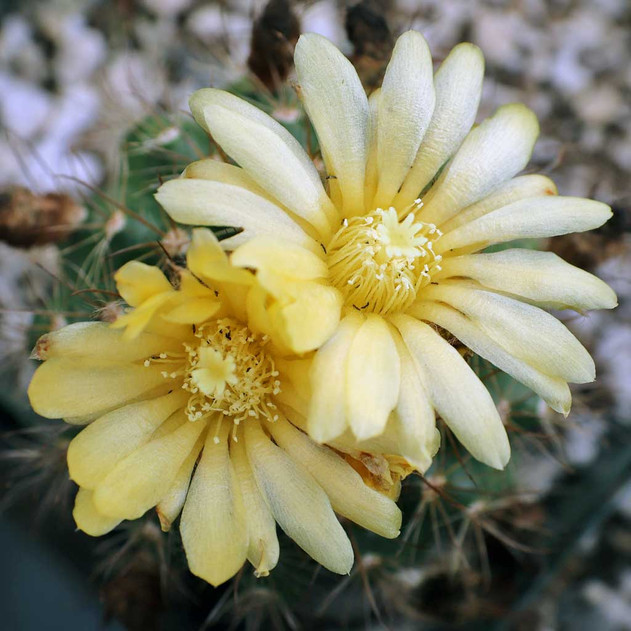 Parodia procera Blooms Alt