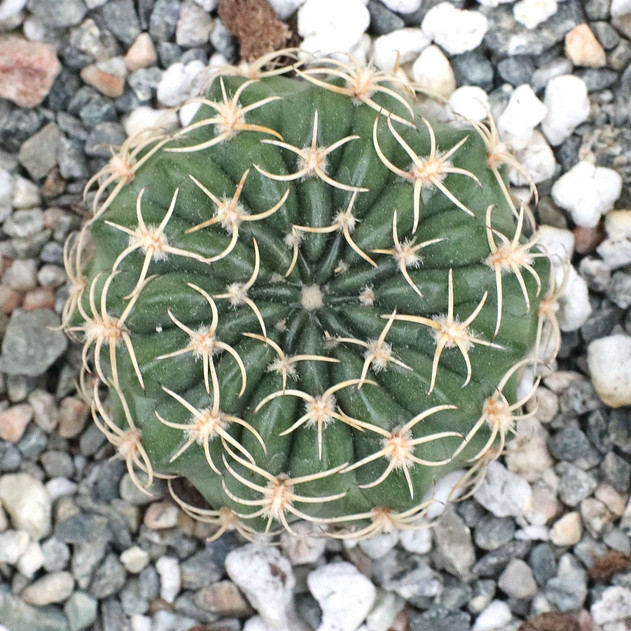Echinopsis ancistrophora ssp. pojoensis