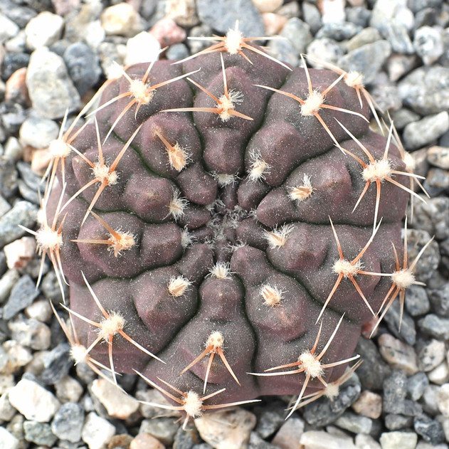 Gymnocalycium taningaense