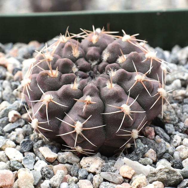 Gymnocalycium taningaense