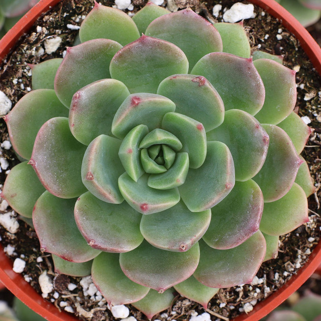 Graptoveria 'Titubans' - Porcelain Plant