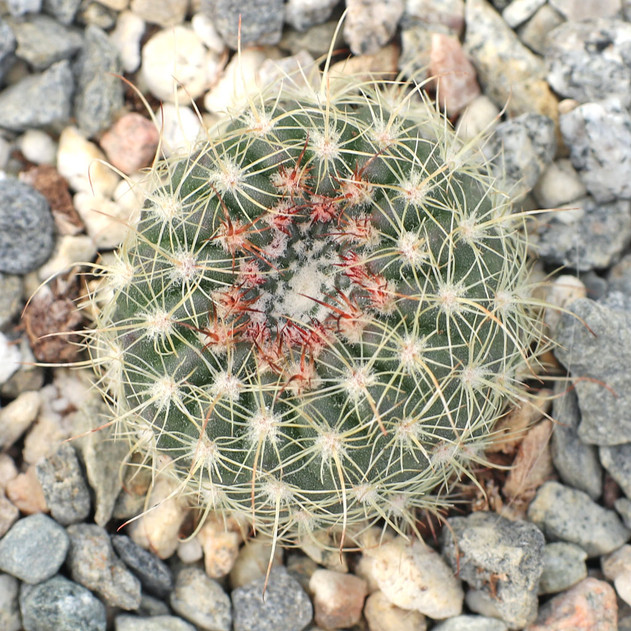 Parodia alacriportana