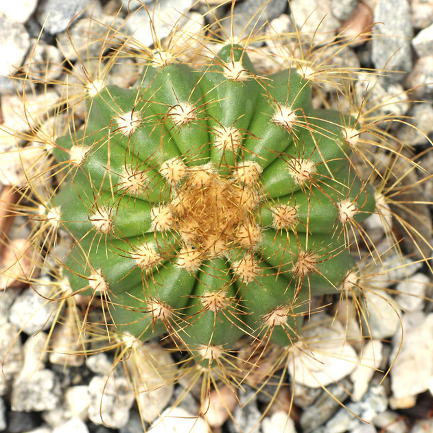Coleocephalocereus aureus