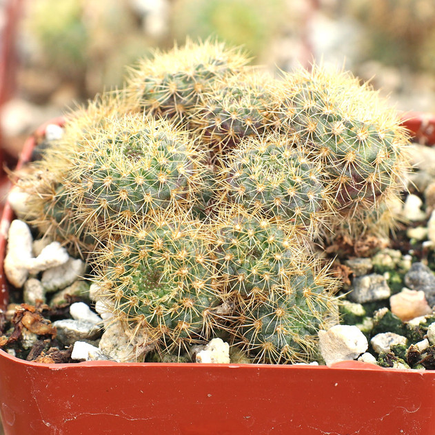 Frailea knippeliana