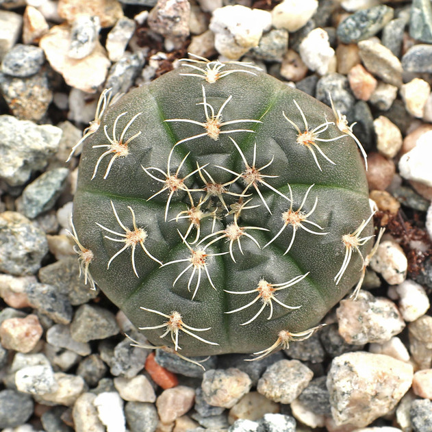 Gymnocalycium schreiteri