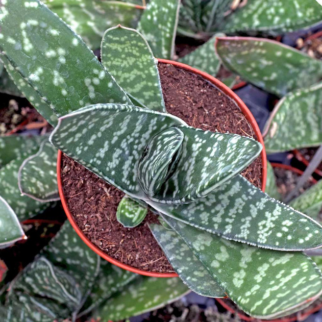 Gasteria bicolor var. bicolor [large]