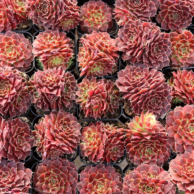 Sempervivum heuffelii 'Red Charm' clusters