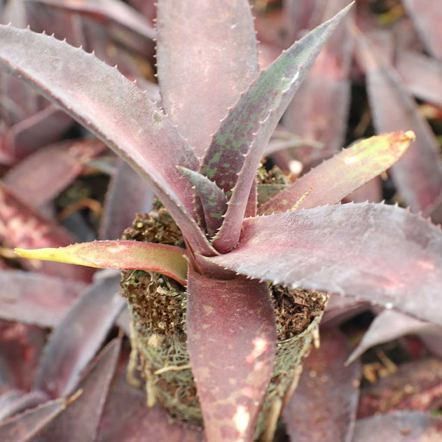 Mangave 'Center of Attention' [plug]