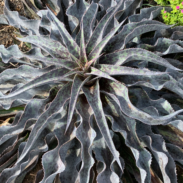 Mangave 'Desert Dragon' - Mature Plant