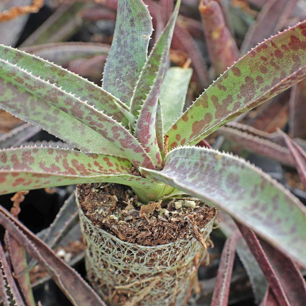 Mangave 'Desert Dragon' [plug]