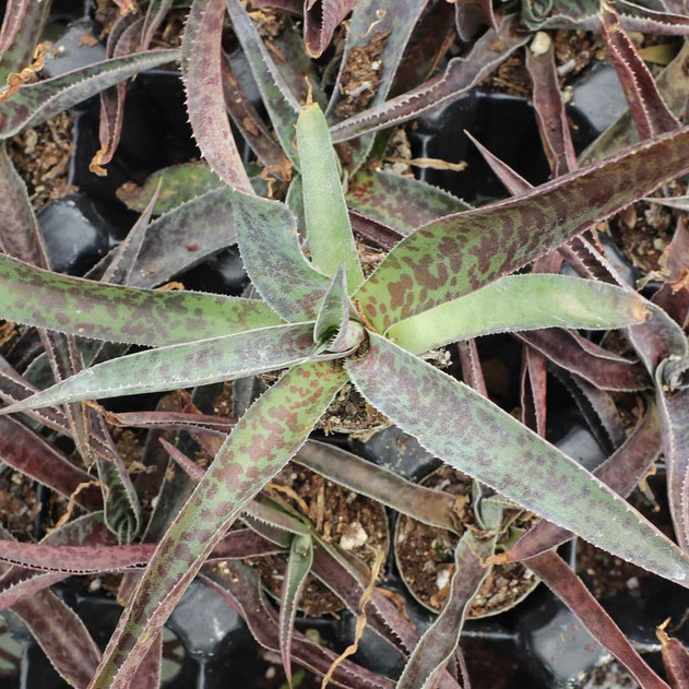 Mangave 'Desert Dragon' [plug]