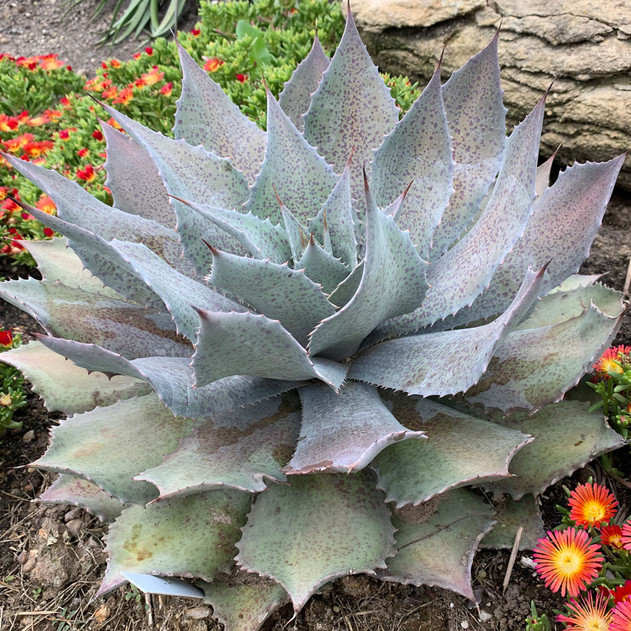 Mangave 'Sponge Paint' - Mature Plant