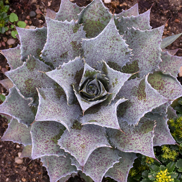 Mangave 'Sponge Paint' - Mature Plant