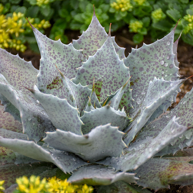 Mangave 'Sponge Paint' - Mature Plant