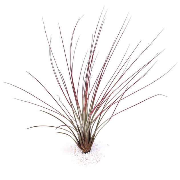 Tillandsia juncea (red, enhanced) [14.0-16.0"]